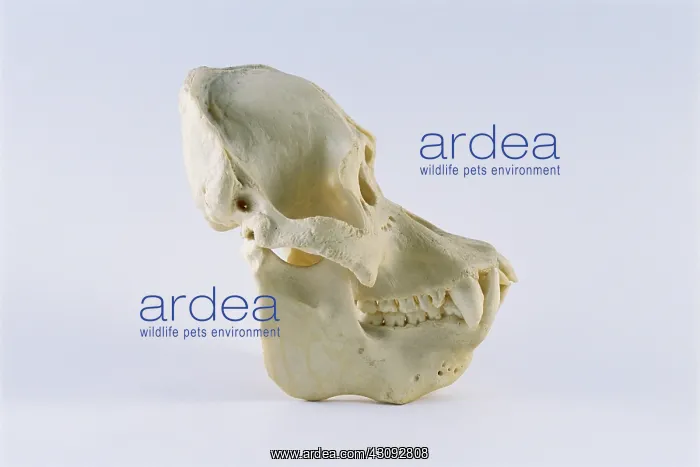 : Orangutan skull : Orangutan skull