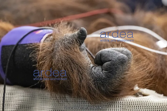 : An orangutan undergoing a medical procedure with veterinary staff in a clinical setting : An orangutan undergoing a medical procedure with veterinary staff in a clinical setting
