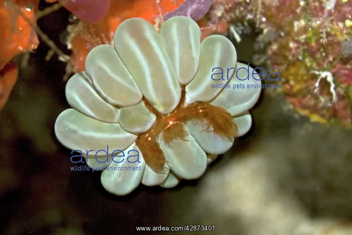 : Orangutang Crab : Orangutang Crab
