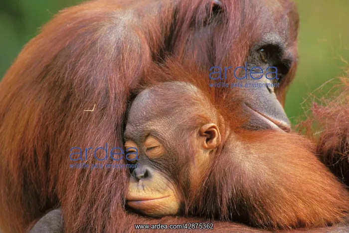: Orangutans : Orangutans