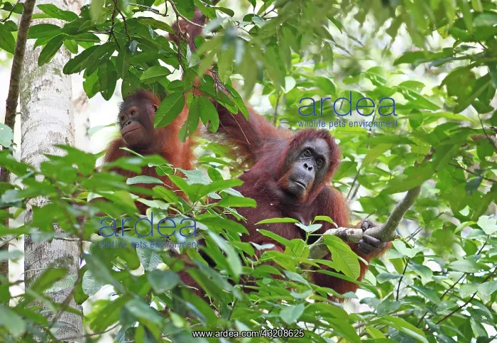 : Orangutans (Pongo) in Semenggoh Wildlife Sanctuary : Orangutans (Pongo) in Semenggoh Wildlife Sanctuary
