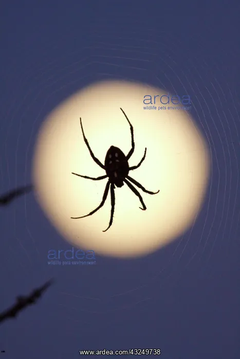 : Orb spider on web with full moon, in south : Orb spider on web with full moon, in south
