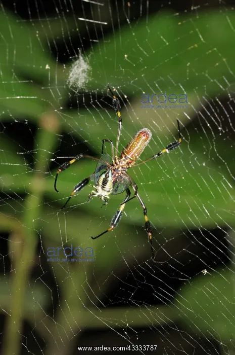 : Orb-weaver with prey : Orb-weaver with prey