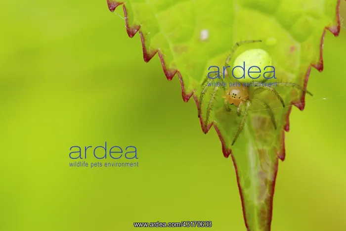 : Orb-weaver Spider : Orb-weaver Spider