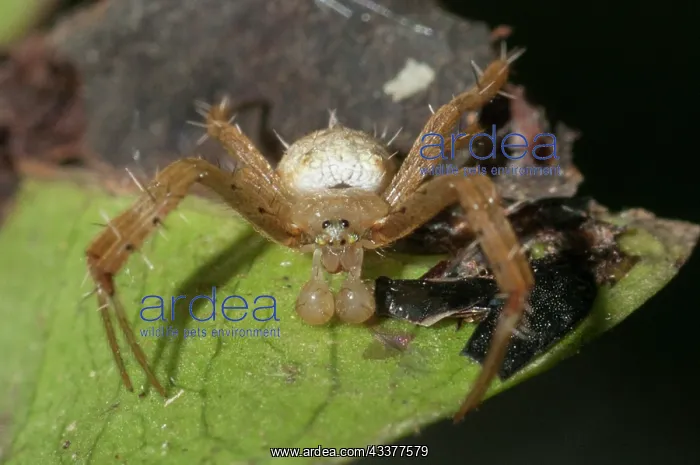 : Orb-weaver Spider : Orb-weaver Spider