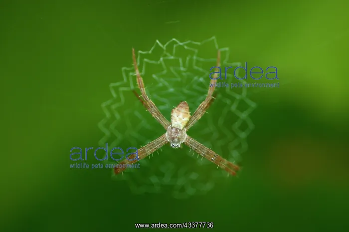 : Orb Weaver Spider : Orb Weaver Spider