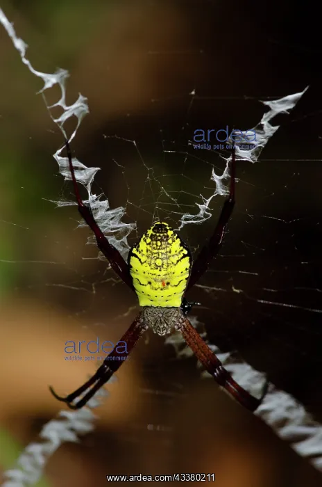 : Orb Weaver Spider : Orb Weaver Spider