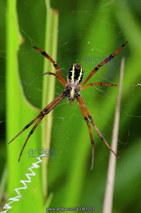  : Orb Weaver Spider