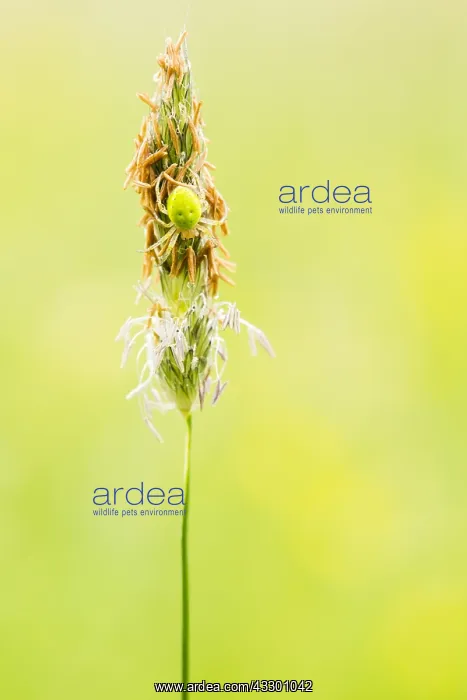 : Orb-weaver spider (Araniella sp) sitting on veg : Orb-weaver spider (Araniella sp) sitting on veg