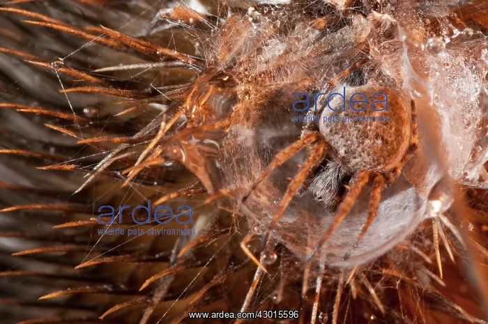  : Orb-weaver Spider on dry thistle in the early morning