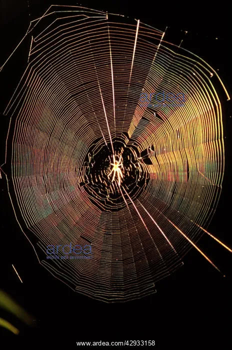 : An Orb-weaver spider (fam. Araneidae) in side-lit web : An Orb-weaver spider (fam. Araneidae) in side-lit web