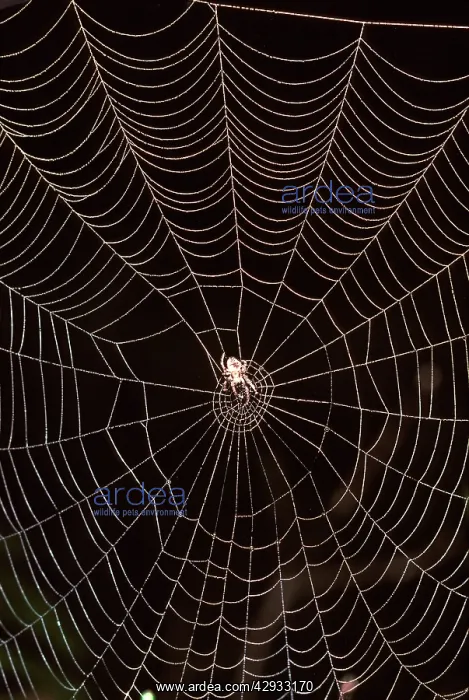 : An Orb-weaver spider (fam. Araneidae) in web : An Orb-weaver spider (fam. Araneidae) in web