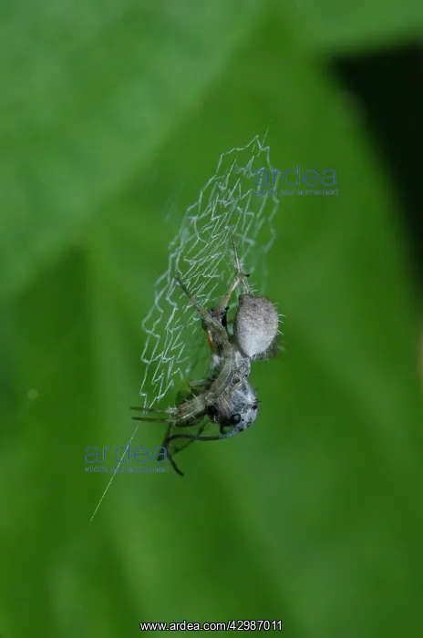 : Orb Weaver Spider - with Planthopper, Membracidae : Orb Weaver Spider - with Planthopper, Membracidae