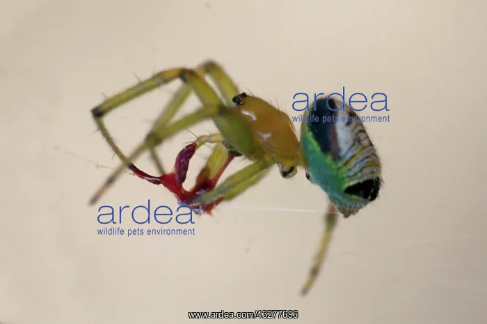 : Orb-weaver Spider on silk thread - Komodo, Indonesia : Orb-weaver Spider on silk thread - Komodo, Indonesia