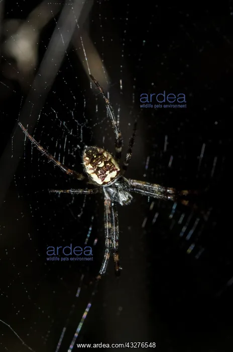 : Orb-weaver Spider - Tangkoko National Park, Sulawesi : Orb-weaver Spider - Tangkoko National Park, Sulawesi