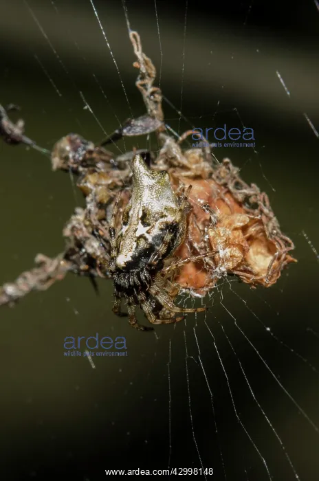 : Orb-weaver Spider - on web nest - Klungkung, Bali, Indonesia : Orb-weaver Spider - on web nest - Klungkung, Bali, Indonesia