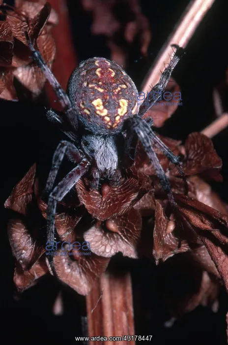 : Orb Weaving Spider : Orb Weaving Spider