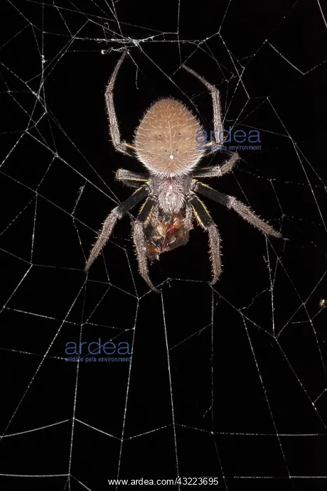 : Orb weaving spider and prey (Araneidae) : Orb weaving spider and prey (Araneidae)