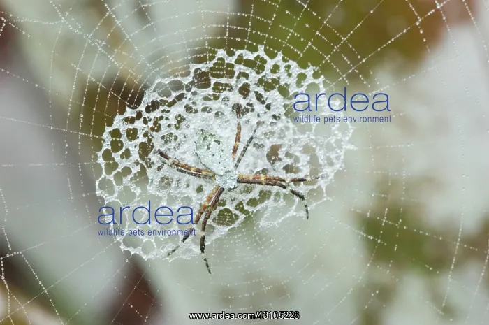 : Orb-weaving Spider on web : Orb-weaving Spider on web
