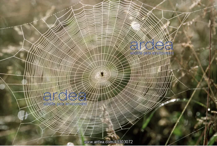 : Orb Web of Garden Spider - with early morning dew : Orb Web of Garden Spider - with early morning dew