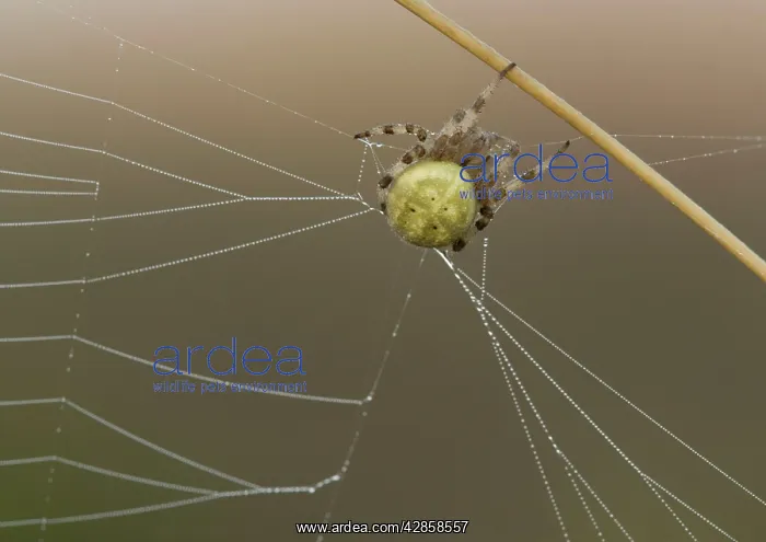 : Orb-web / Orb-weaver SPIDER : Orb-web / Orb-weaver SPIDER