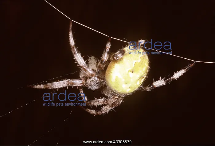 : Orb-web / Orb-weaver SPIDER : Orb-web / Orb-weaver SPIDER