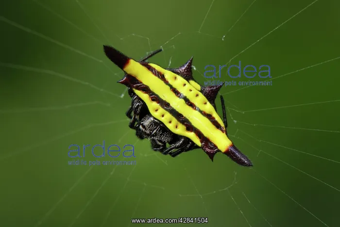 : Orb-web Spider : Orb-web Spider