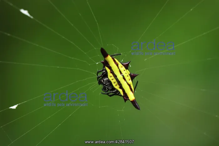 : Orb-web Spider : Orb-web Spider