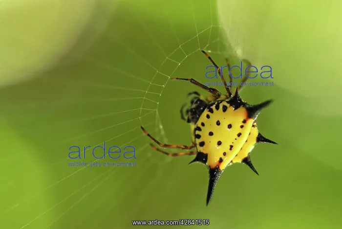 : Orb-web Spider : Orb-web Spider