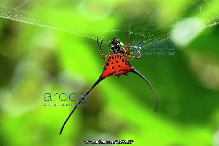 : Orb-Web Spider : Orb-Web Spider