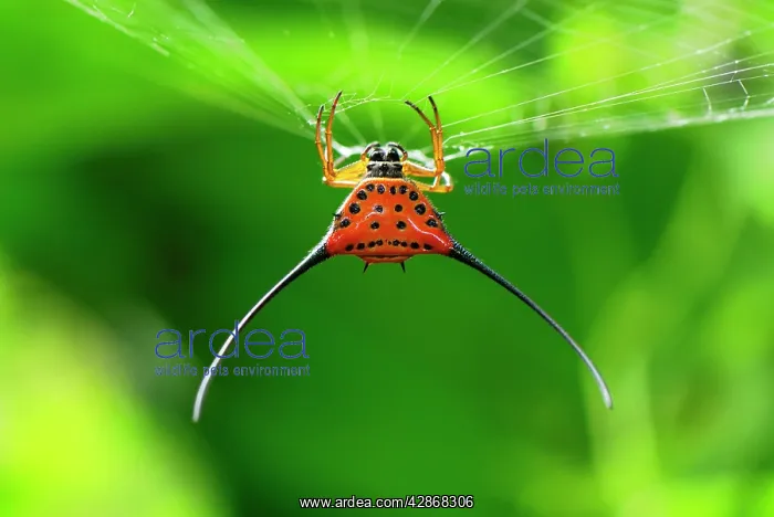 : Orb-Web Spider : Orb-Web Spider