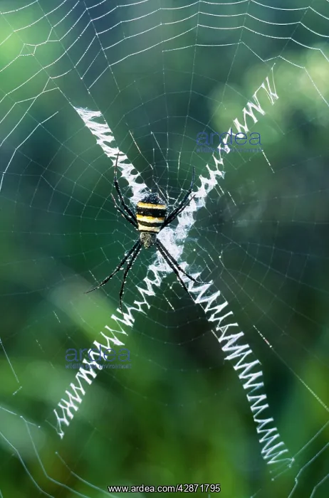 : Orb-Web SPIDER - making a web : Orb-Web SPIDER - making a web