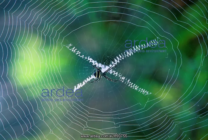 : Orb-web Spider - In web : Orb-web Spider - In web