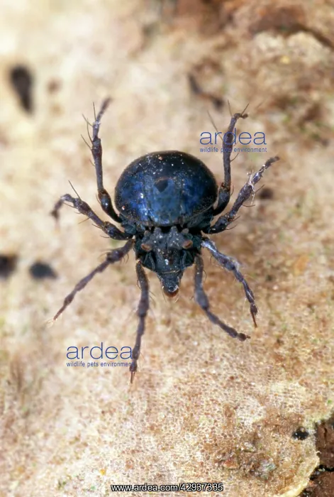 : Orbibatid Soil Mite - 1mm long : Orbibatid Soil Mite - 1mm long