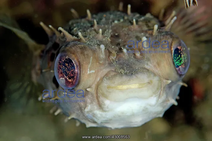 : Orbicular Burrfish Bianca dive site, Lembeh Straits : Orbicular Burrfish Bianca dive site, Lembeh Straits