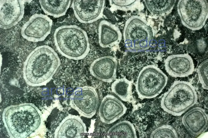 : Orbicular Diorite : Orbicular Diorite