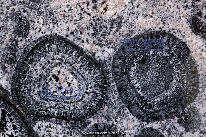 : Orbicular Granite : Orbicular Granite