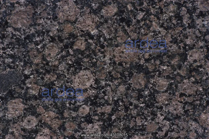 : Orbicular Granite : Orbicular Granite