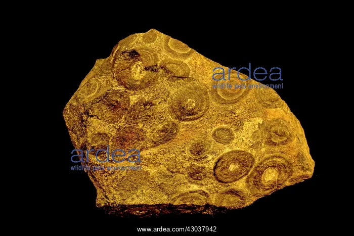 : Orbicular Ijolite alkalic in orbicules (part of : Orbicular Ijolite alkalic in orbicules (part of