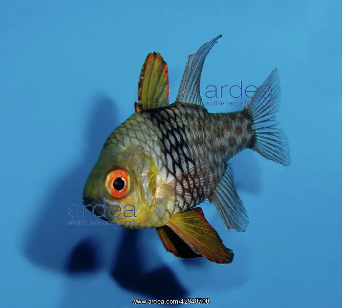 : Orbiculate Cardinal Fish : Orbiculate Cardinal Fish