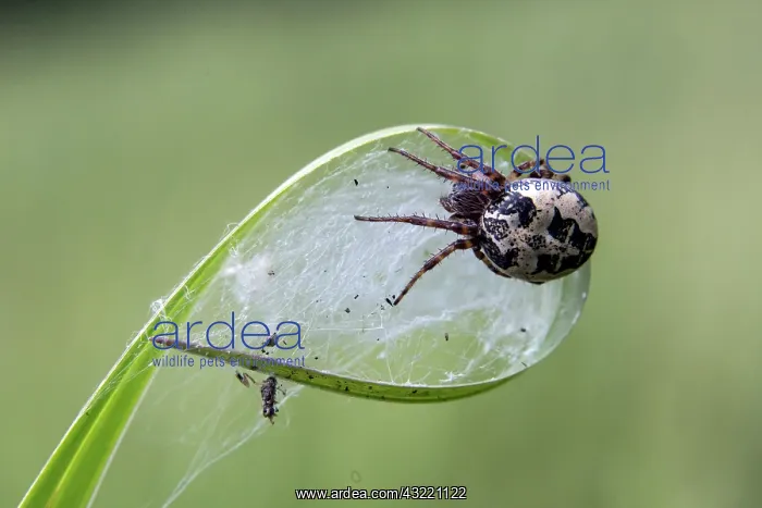 : Orbweaver Spider (Larinioides cornutus) in its web : Orbweaver Spider (Larinioides cornutus) in its web