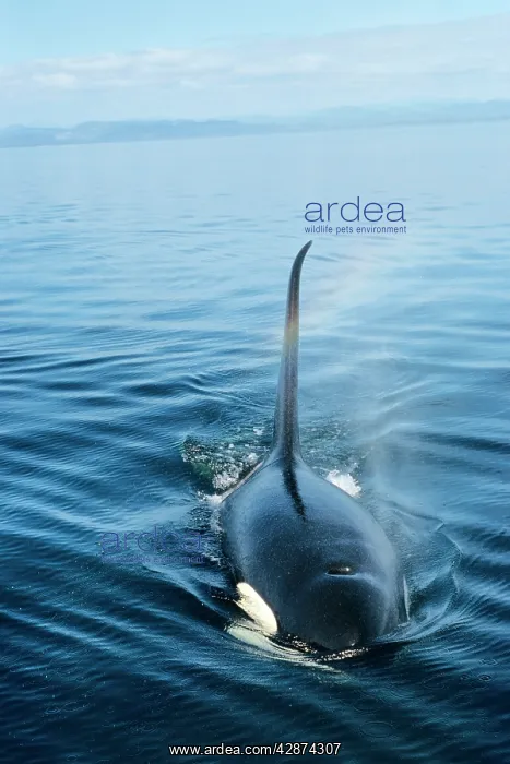 : Orca / Killer Whale : Orca / Killer Whale