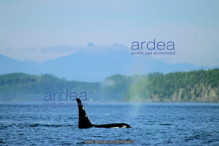 : Orca / Killer whale : Orca / Killer whale