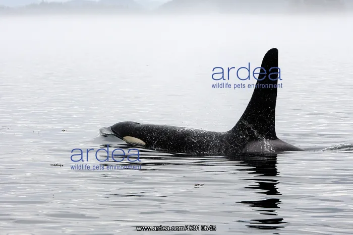 : Orca / Killer Whale : Orca / Killer Whale