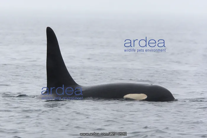 : Orca / Killer Whale : Orca / Killer Whale