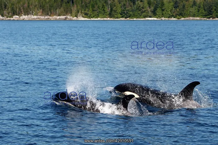 : Orca / Killer Whale - two : Orca / Killer Whale - two