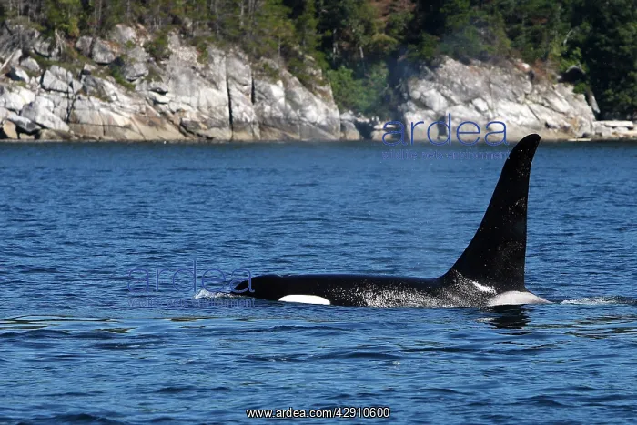 : Orca / Killer Whale : Orca / Killer Whale