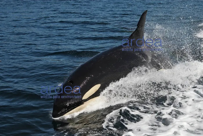 : Orca / Killer Whale : Orca / Killer Whale