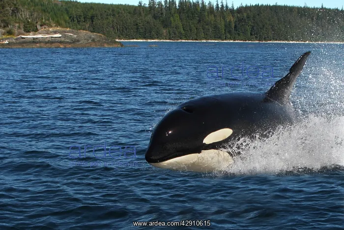 : Orca / Killer Whale : Orca / Killer Whale