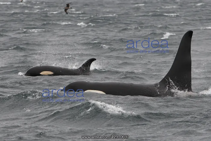 : Orca / Killer Whale : Orca / Killer Whale
